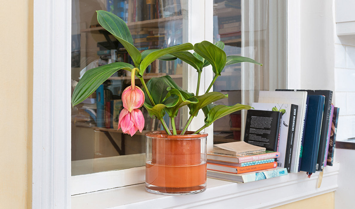 marché commun wet pot systems pot plantes autonome design intérieur déco