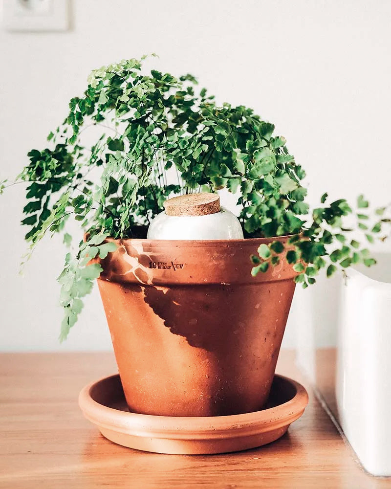 marché commun pépin olla arrosage plantes argile blanc nacré design écologique