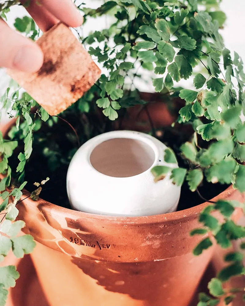 marché commun pépin olla arrosage plantes argile blanc nacré design écologique