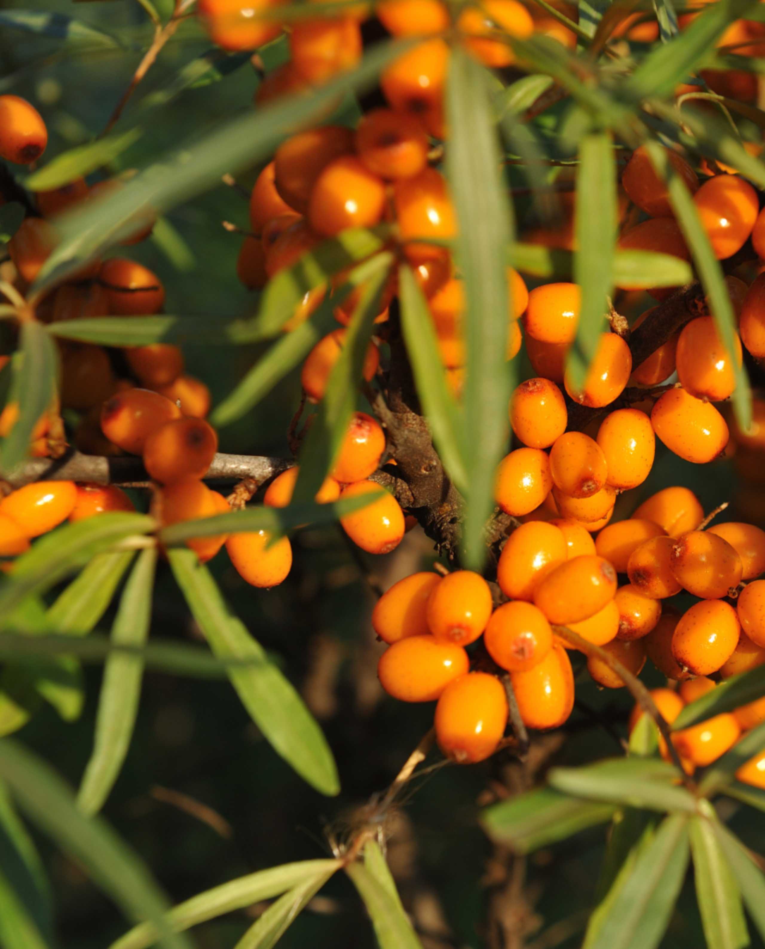 Baume bonne mine bio français 15ml