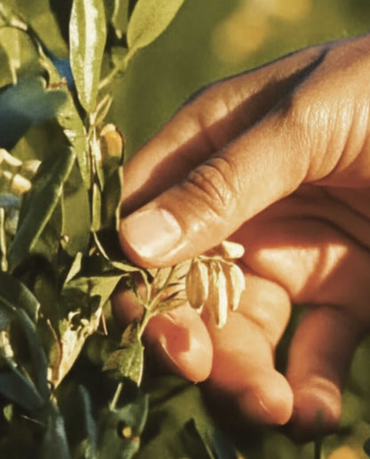 Huile sèche corps Fleur d&